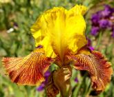 Lightspeed - fragrant border bearded Iris