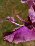 Litany of Magic - tall bearded Iris