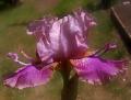 Litany of Magic - tall bearded Iris