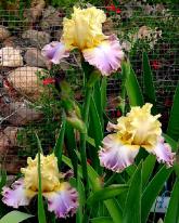 Looking Smart - tall bearded Iris