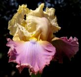 Looking Smart - Tall bearded Iris