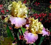 Looking Smart - tall bearded Iris