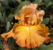 Lord of Rings - Reblooming fragrant tall bearded Iris