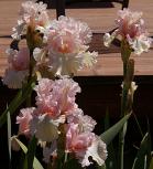 Love of Life - tall bearded Iris