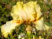 Lyme Tyme - tall bearded Iris