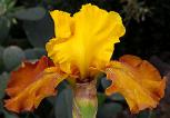 Madame Mustard - fragrant tall bearded Iris