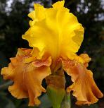 Madame Mustard - Tall bearded Iris