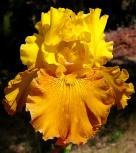 Madame Mustard - fragrant tall bearded Iris