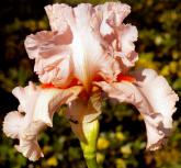Magical Encounter - Reblooming tall bearded Iris