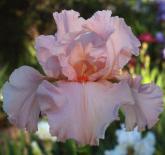 Magical Encounter - reblooming tall bearded Iris