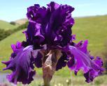 Magnificent Masterpiece - Reblooming tall bearded Iris