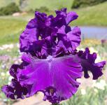 Magnificent Masterpiece - reblooming tall bearded Iris