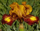 Masked Bandit - fragrant Intermediate bearded Iris