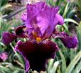 Melba Hamblen - tall bearded Iris