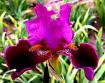 Melba Hamblen - tall bearded Iris