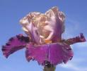 Melba Hamblen - Tall bearded Iris