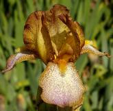 Merit - reblooming MDB Miniature tall Bearded