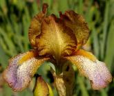 Merit - Reblooming MDB Miniature tall bearded