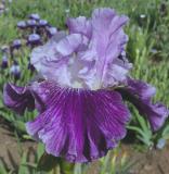 Mind Reader - fragrant tall bearded Iris