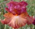 Mogul - tall bearded Iris