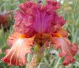 Mogul - tall bearded Iris