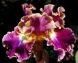 Montmartre - tall bearded Iris