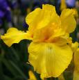 New Moon - tall bearded Iris