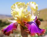 Not a Clue - fragrant tall bearded Iris