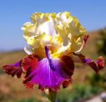 Not a Clue - fragrant tall bearded Iris