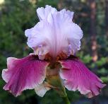 Oh Carol - Reblooming fragrant tall bearded Iris