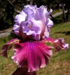 Oh Carol - fragrant reblooming tall bearded Iris