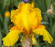 Ola Kala - tall bearded Iris