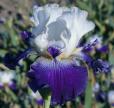 Old Dominion - tall bearded Iris