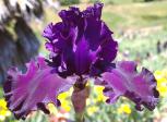 One More Night - Reblooming fragrant tall bearded Iris