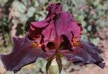 One Step Beyond - tall bearded Iris