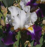 Opposites - tall bearded Iris