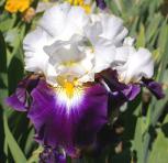 Opposites - tall bearded Iris