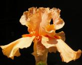Orange Slices - tall bearded Iris