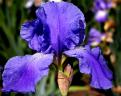 Pacific Panorama - tall bearded Iris