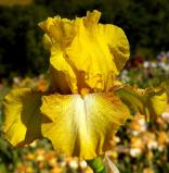 Panocha - Tall bearded Iris