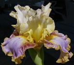 Pattern Play - tall bearded Iris