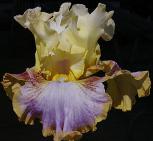 Pattern Play - tall bearded Iris