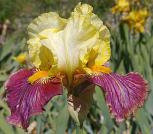 Payback Time - tall bearded Iris