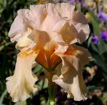Peach Pearl - fragrant tall bearded Iris