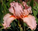 Peggy Sue - fragrant reblooming tall bearded Iris