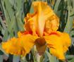 Penny Lane - fragrant tall bearded Iris
