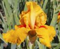 Penny Lane - Tall bearded Iris