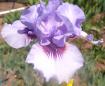 Perry Dyer - Arilbred Iris