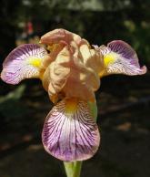 Persona - MDB Miniature Dwarf Bearded Iris