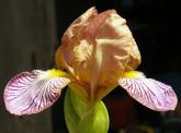 Persona - MDB Miniature Dwarf bearded Iris